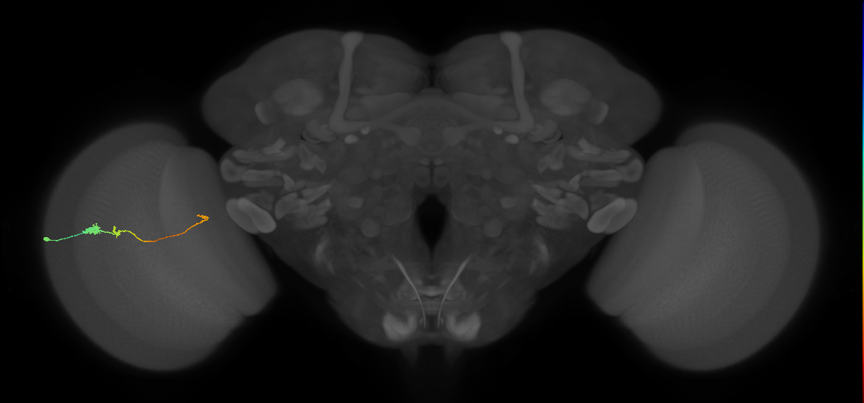 Tm20_L (MaleCNS:108804)