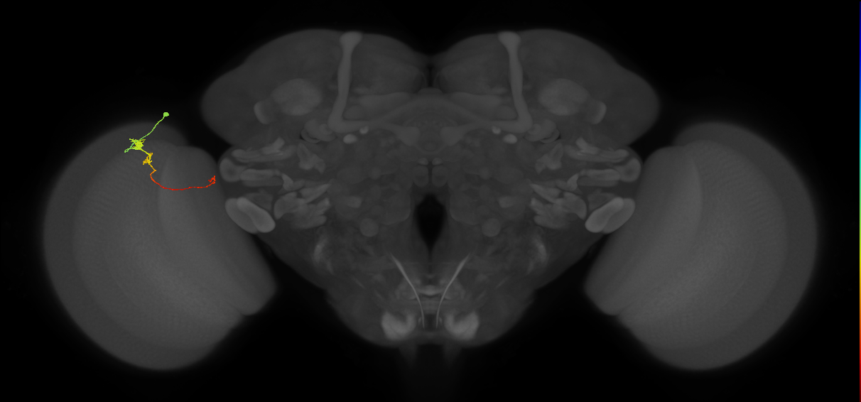 Tm20_L (MaleCNS:513070)