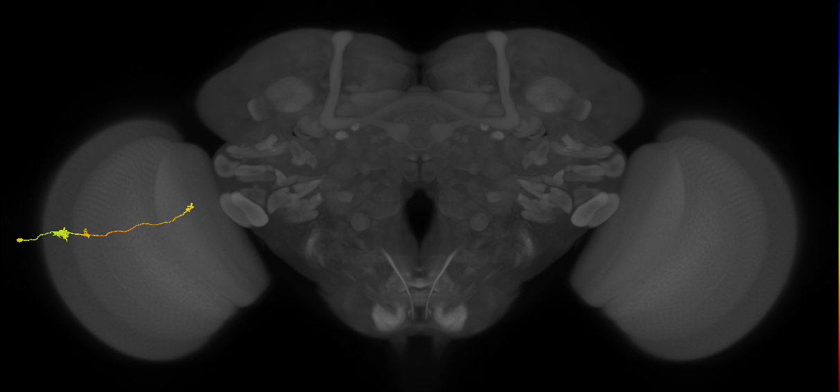 Tm20_L (MaleCNS:98816)