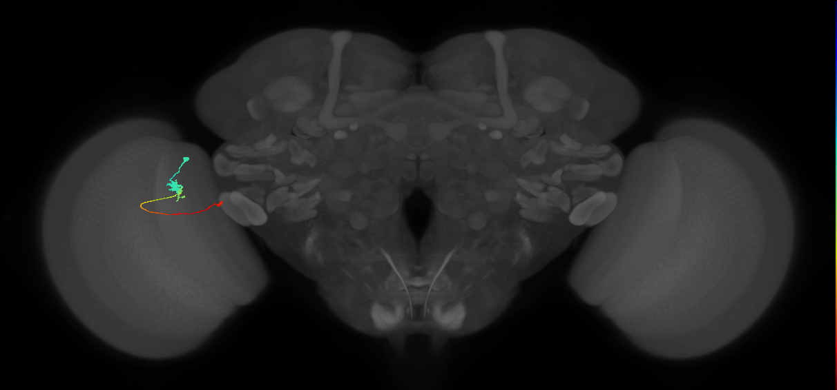 Tm20_L (MaleCNS:134037)