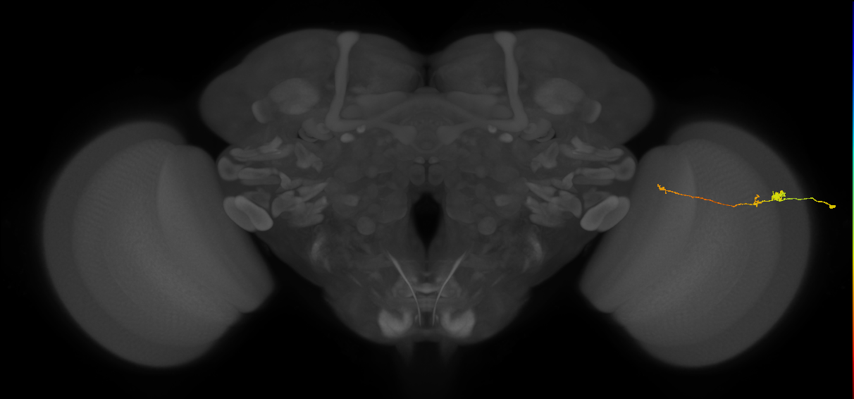 Tm20_R (MaleCNS:167631)