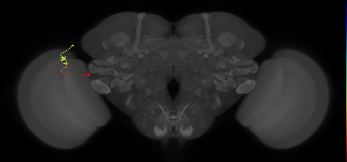 Tm20_L (MaleCNS:101417)