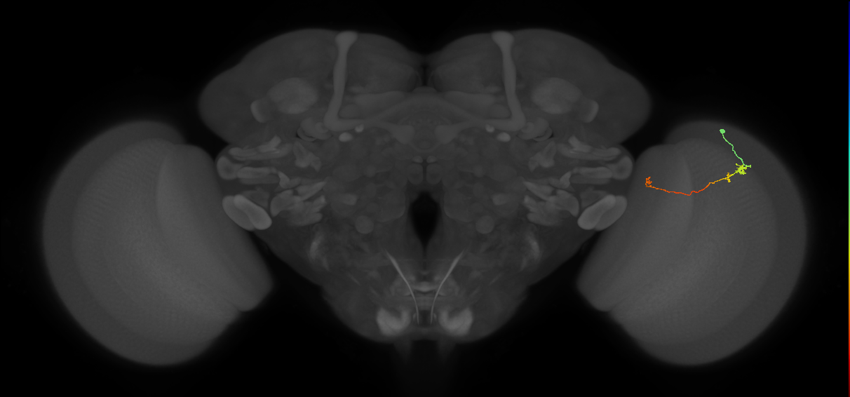 Tm20_R (MaleCNS:125057)
