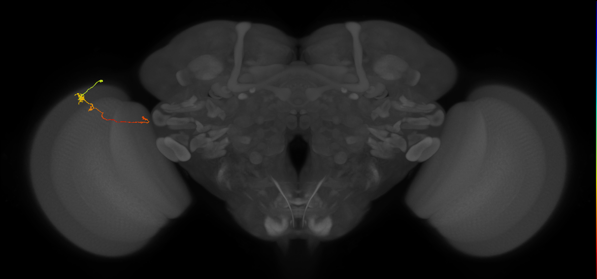 Tm20_L (MaleCNS:532355)