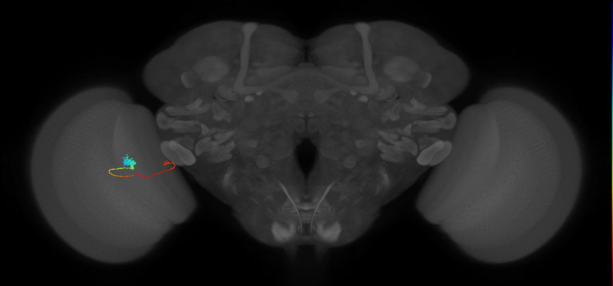 Tm20_L (MaleCNS:522897)