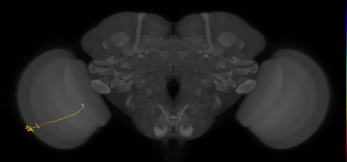 Tm20_L (MaleCNS:54623)