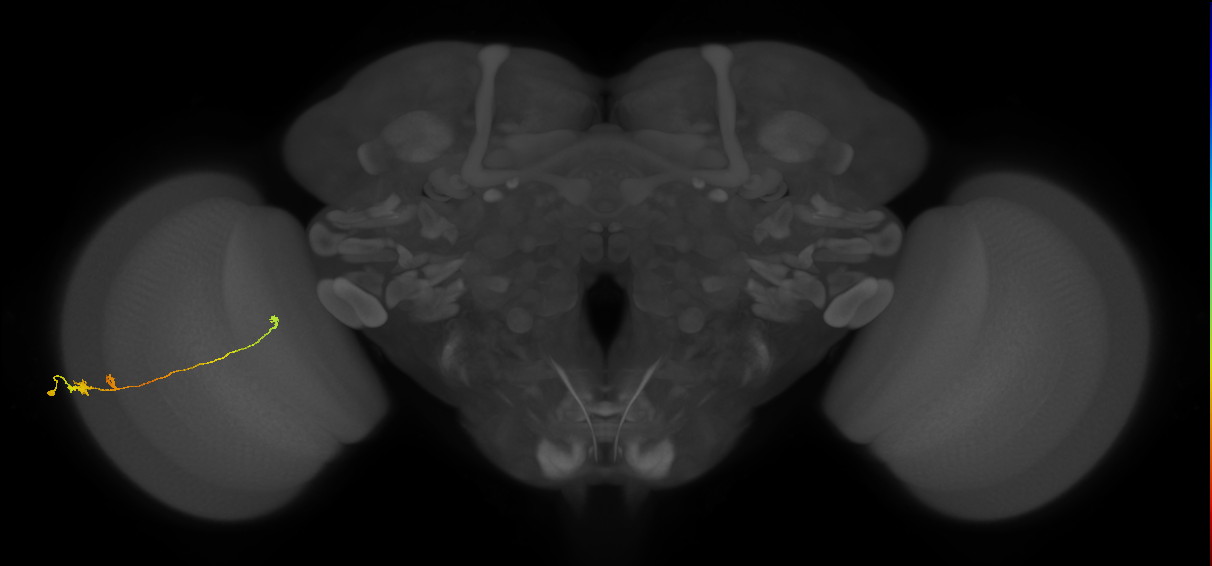 Tm20_L (MaleCNS:516319)