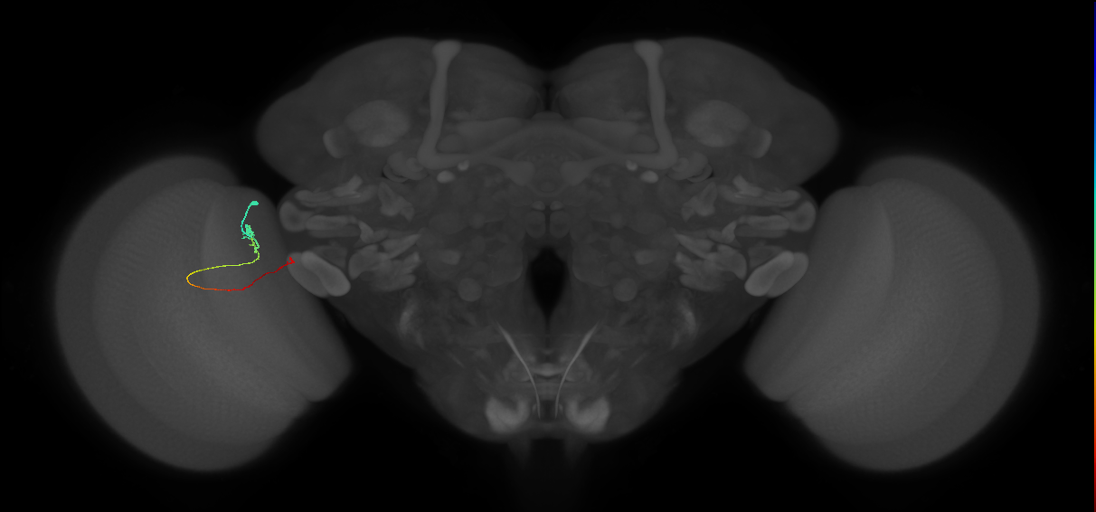 Tm20_L (MaleCNS:214453)