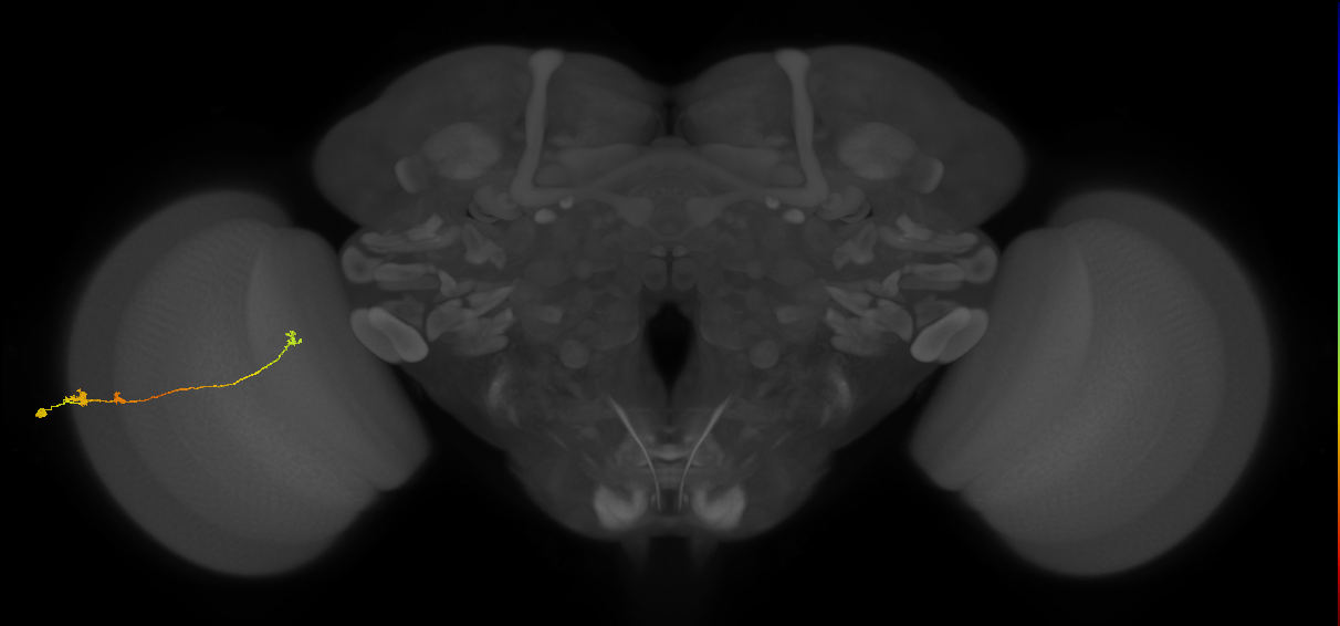 Tm20_L (MaleCNS:527108)