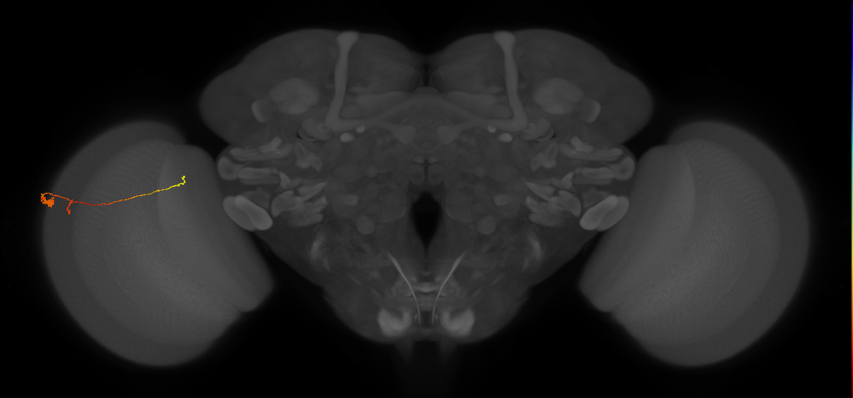 Tm20_L (MaleCNS:141542)