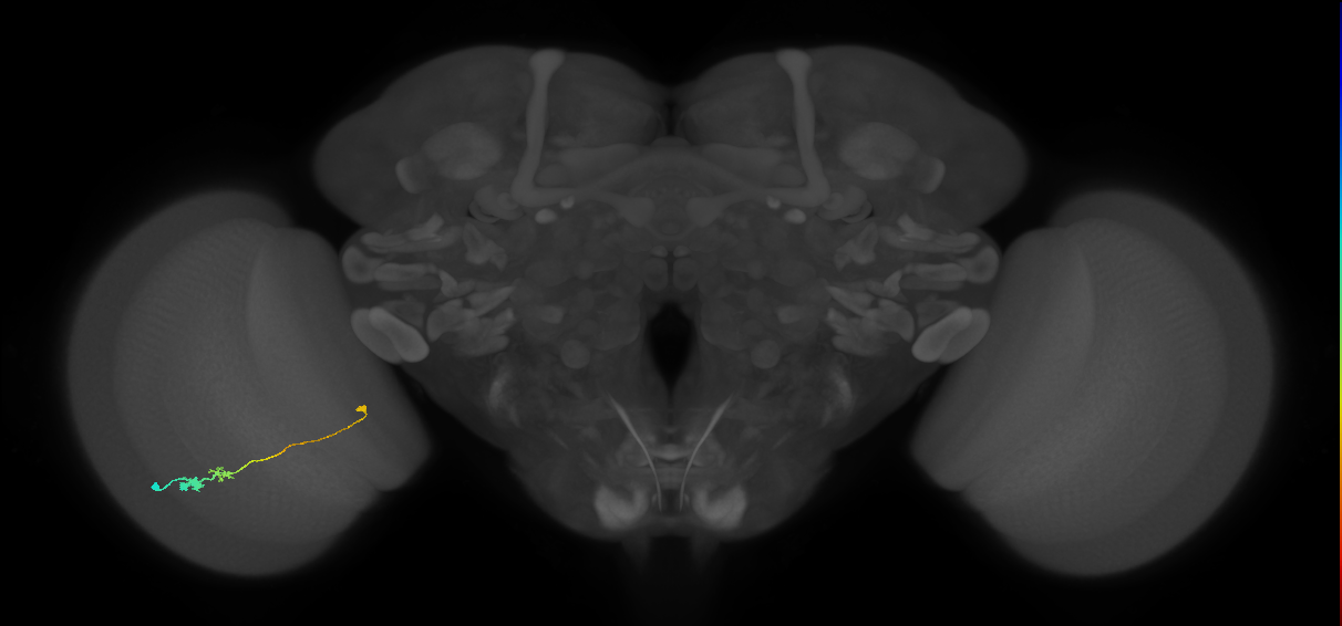 Tm20_L (MaleCNS:74931)