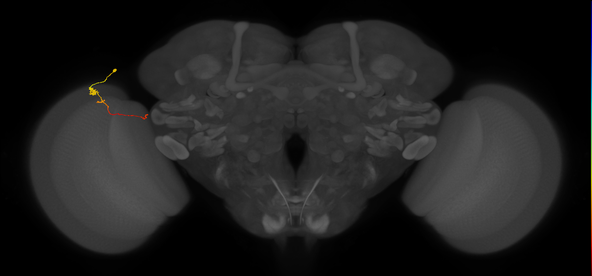 Tm20_L (MaleCNS:139242)