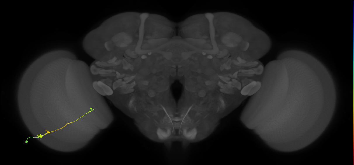 Tm20_L (MaleCNS:82905)