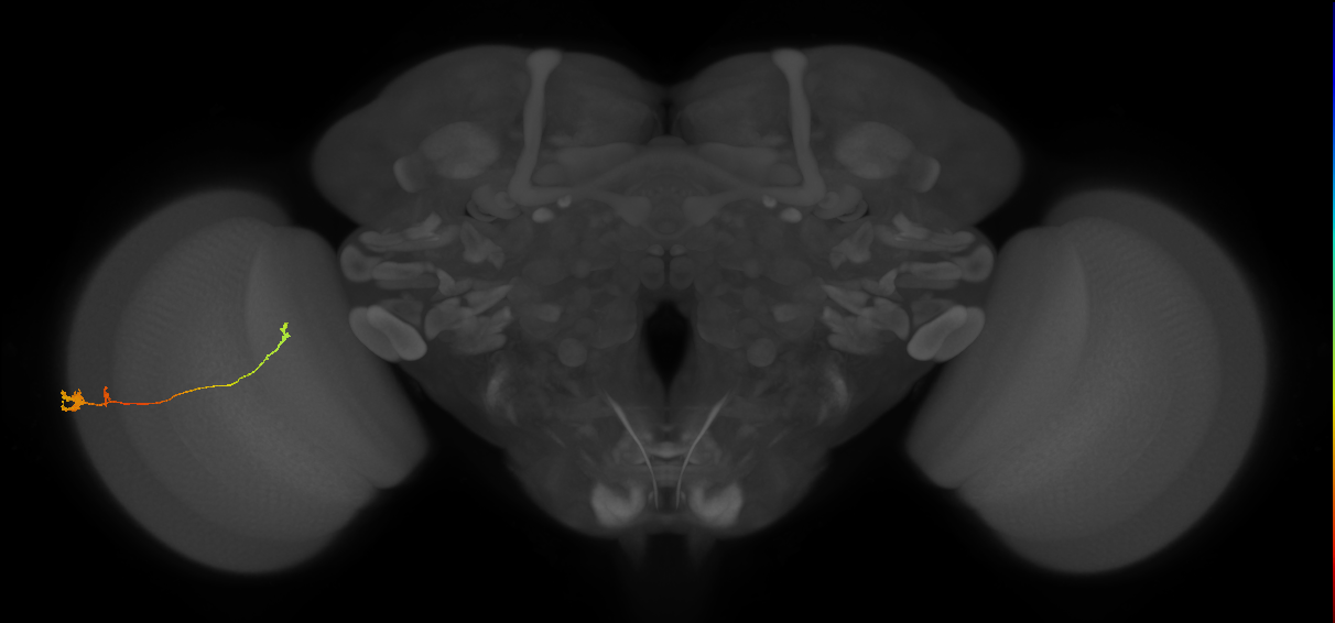 Tm20_L (MaleCNS:520359)