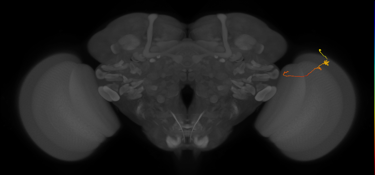 Tm20_R (MaleCNS:124282)