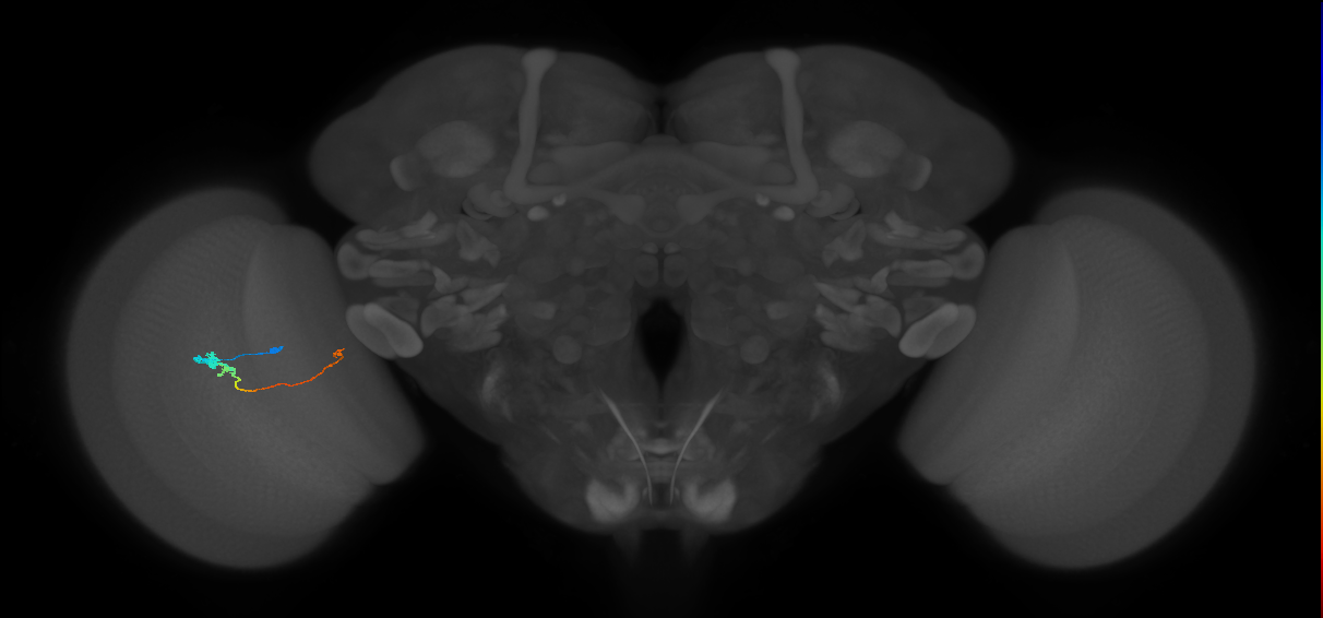 Tm20_L (MaleCNS:93899)
