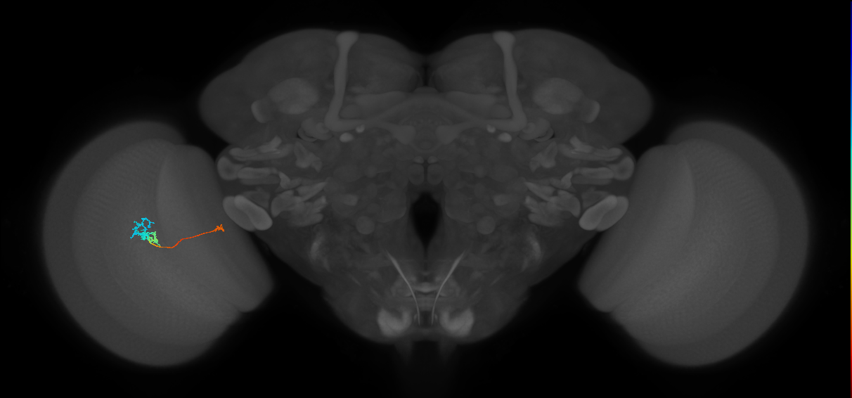 Tm20_L (MaleCNS:148550)