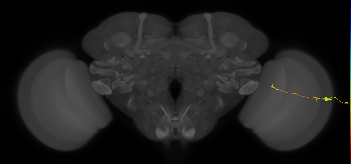 Tm20_R (MaleCNS:95951)