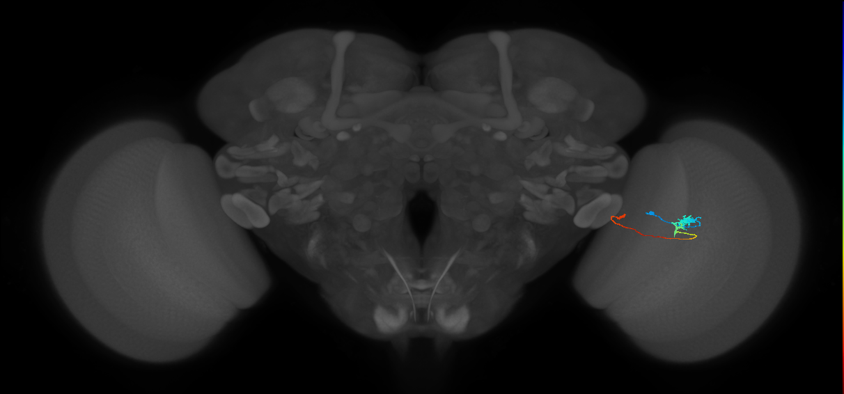 Tm20_R (MaleCNS:105711)