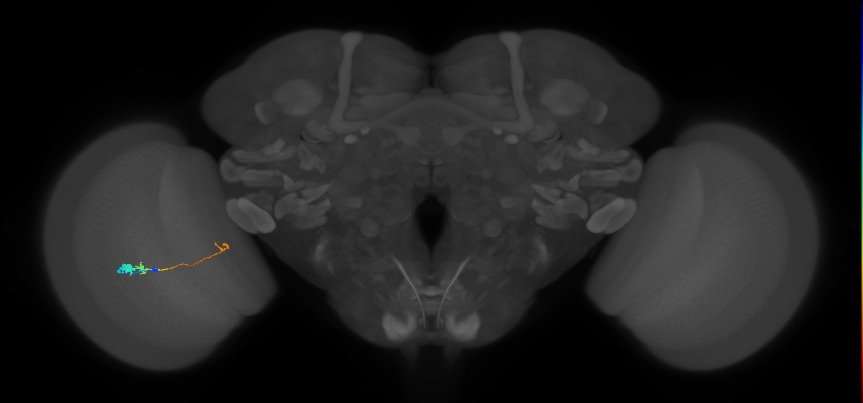 Tm20_L (MaleCNS:31380)