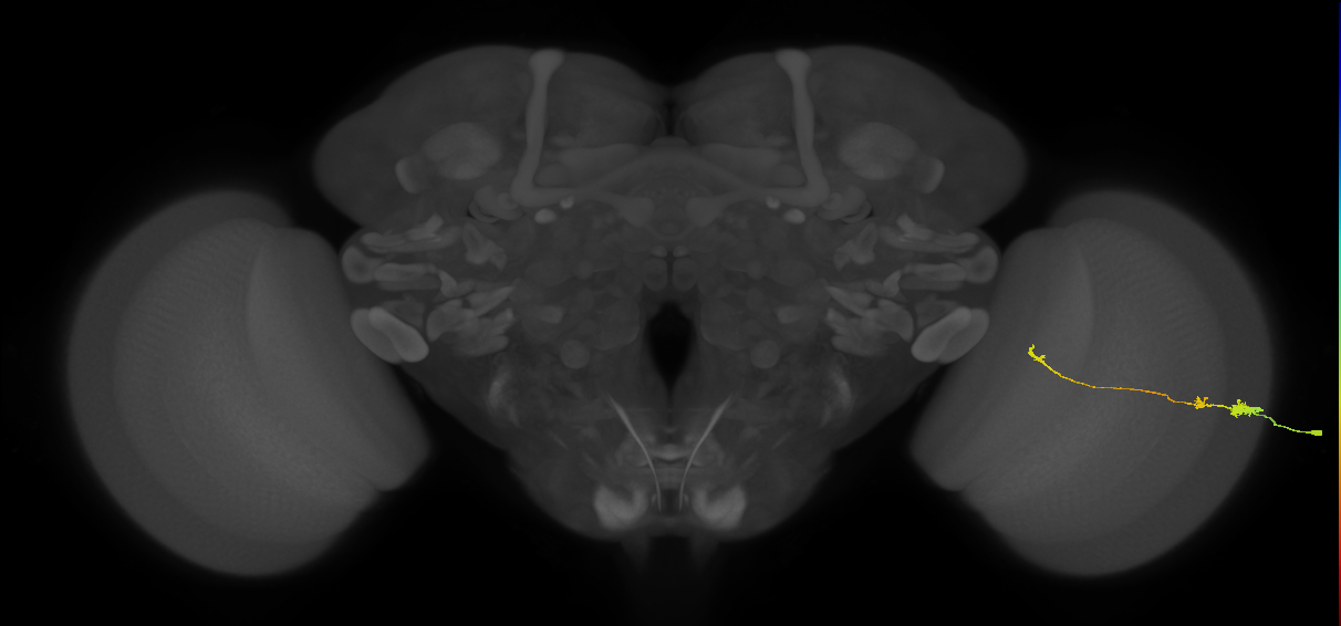 Tm20_R (MaleCNS:81455)