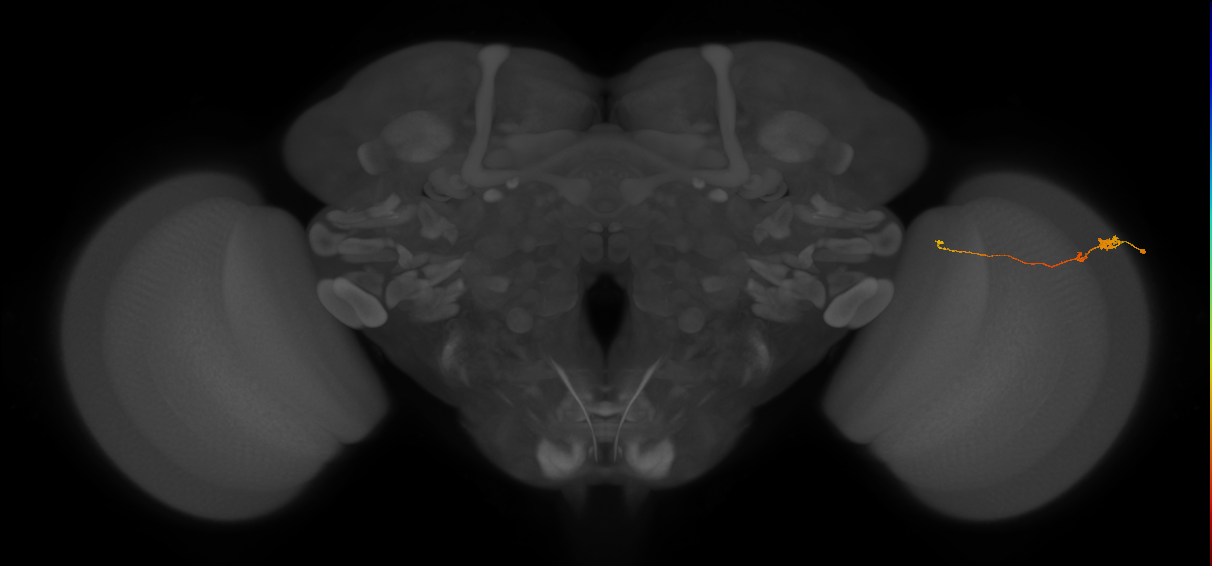 Tm20_R (MaleCNS:128210)