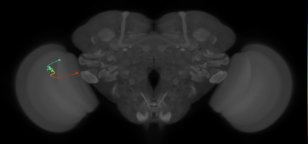 Tm20_L (MaleCNS:46700)