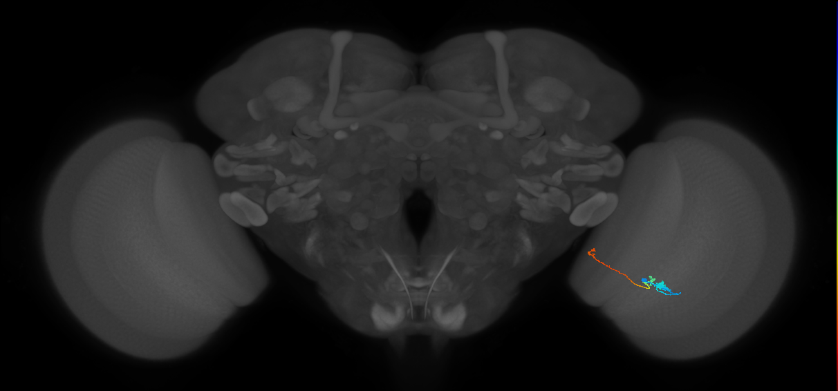 Tm20_R (MaleCNS:122251)