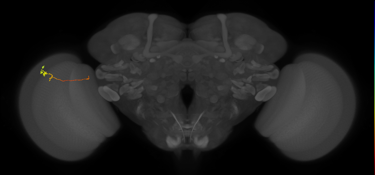 Tm20_L (MaleCNS:154777)