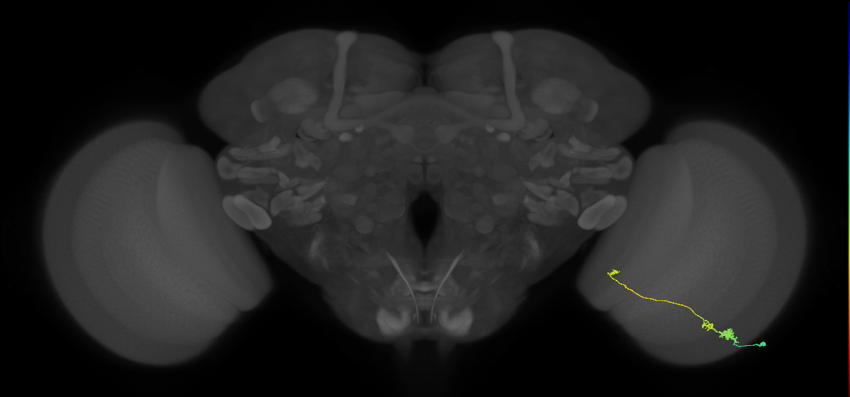 Tm20_R (MaleCNS:548800)