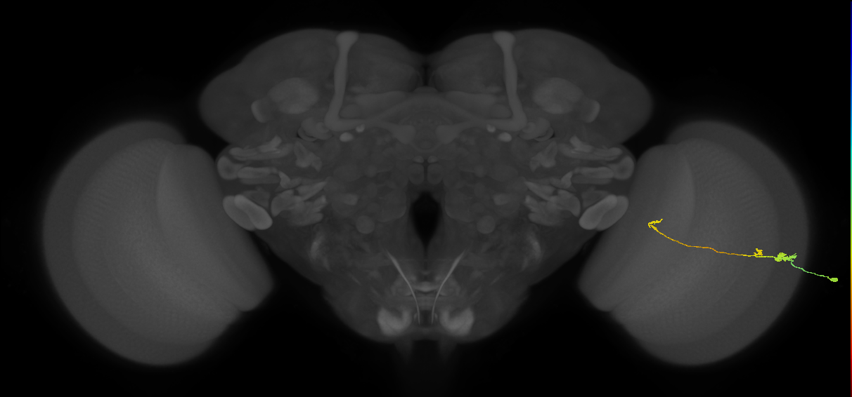 Tm20_R (MaleCNS:129137)