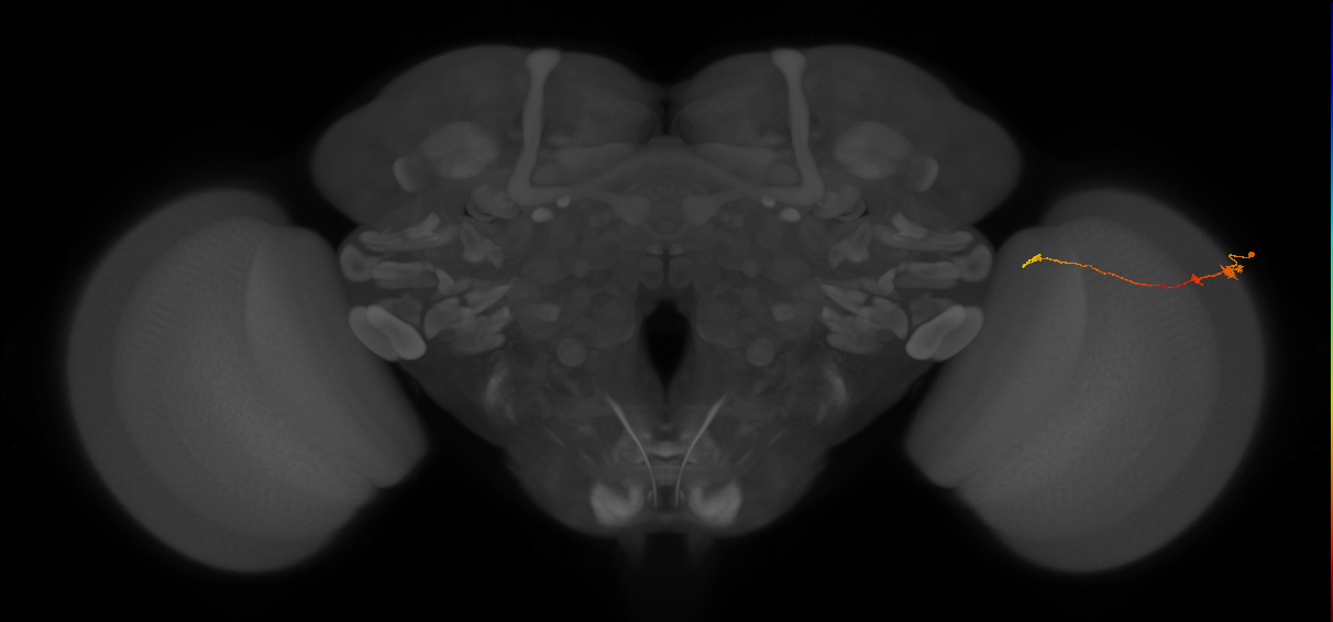 Tm20_R (MaleCNS:125928)