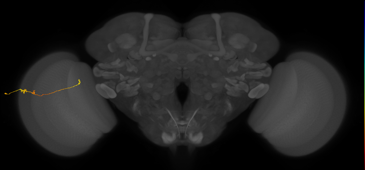 Tm20_L (MaleCNS:121941)