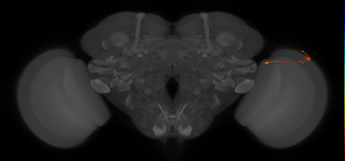Tm20_R (MaleCNS:135217)