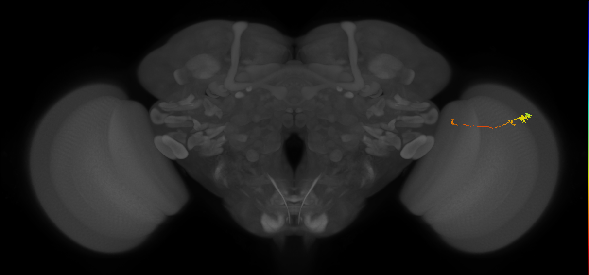 Tm20_R (MaleCNS:134016)