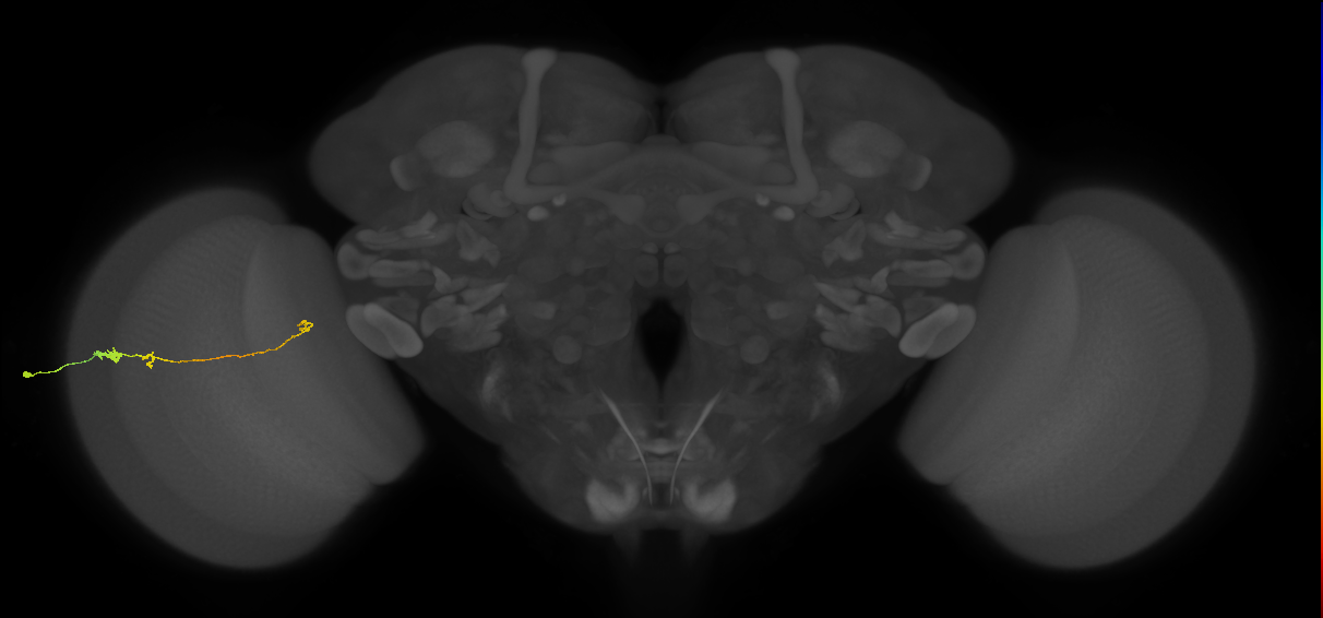 Tm20_L (MaleCNS:117977)