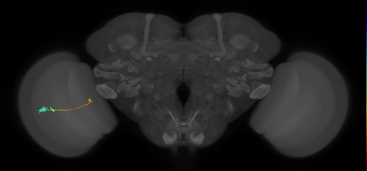Tm20_L (MaleCNS:514063)