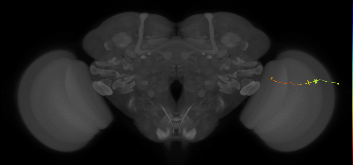 Tm20_R (MaleCNS:73502)