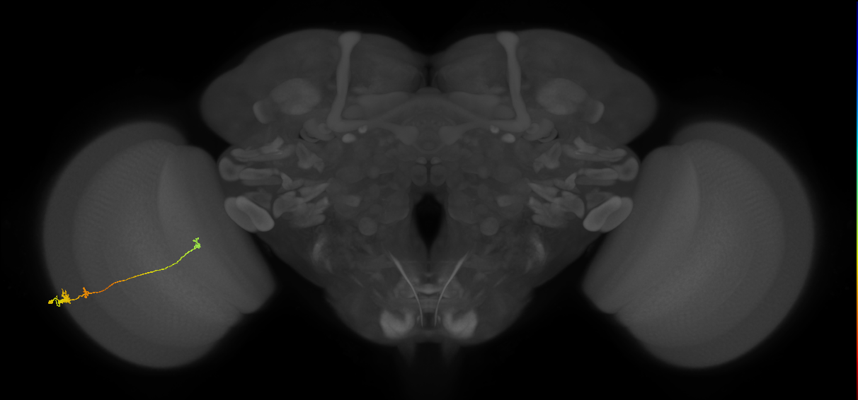 Tm20_L (MaleCNS:543193)