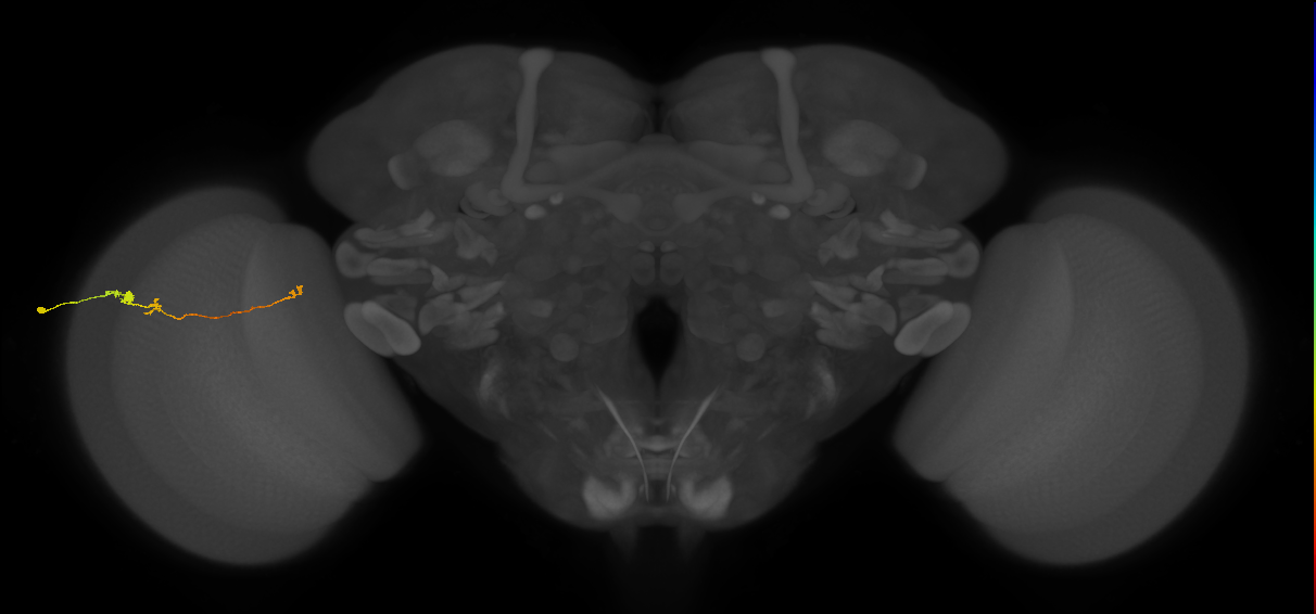 Tm20_L (MaleCNS:545522)
