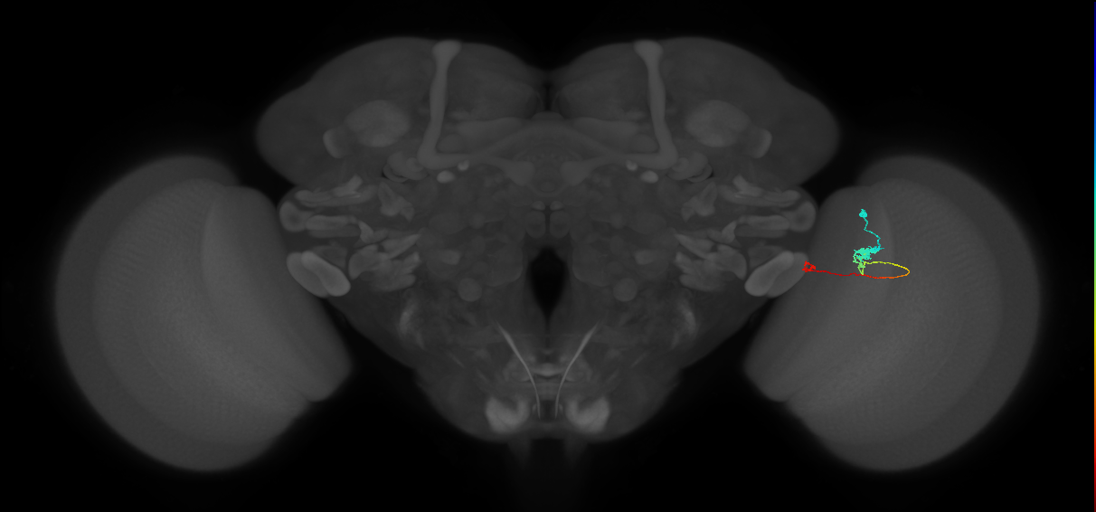 Tm20_R (MaleCNS:111891)