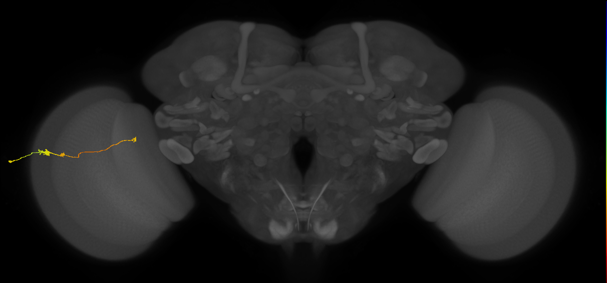 Tm20_L (MaleCNS:60554)