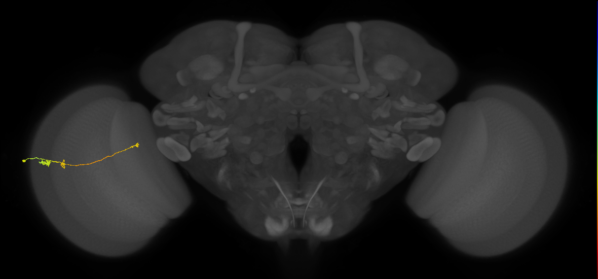 Tm20_L (MaleCNS:107123)