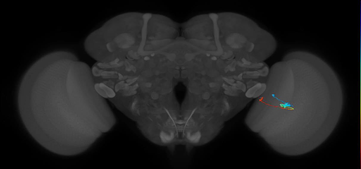 Tm20_R (MaleCNS:106380)