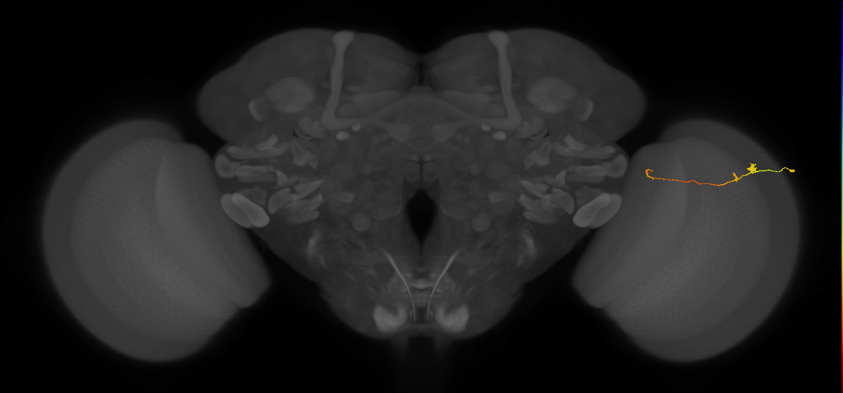 Tm20_R (MaleCNS:143074)