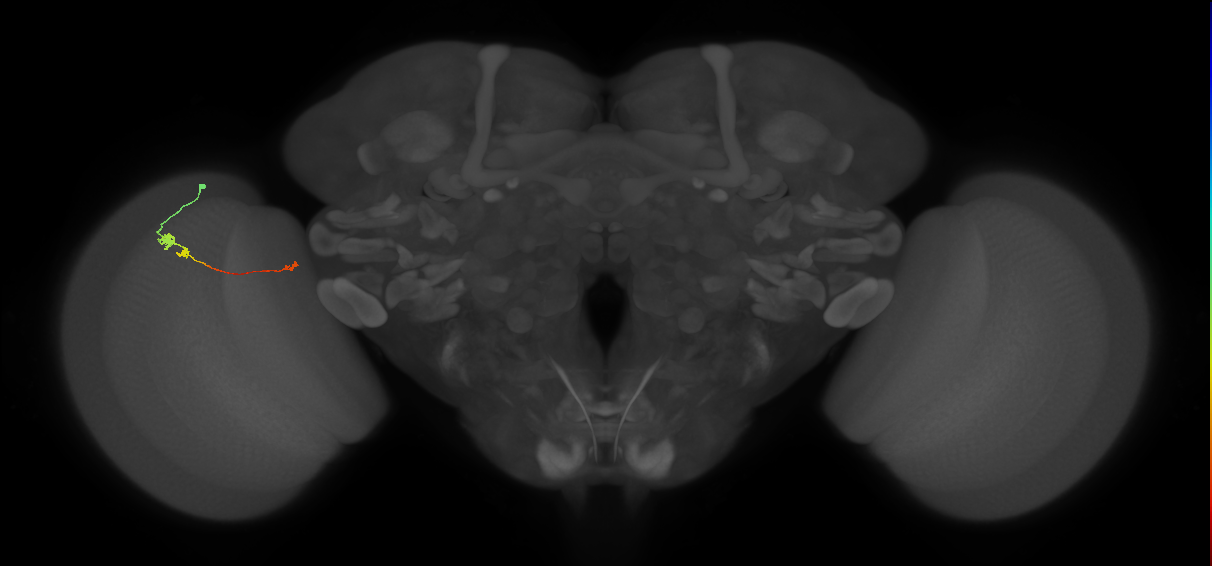 Tm20_L (MaleCNS:514200)