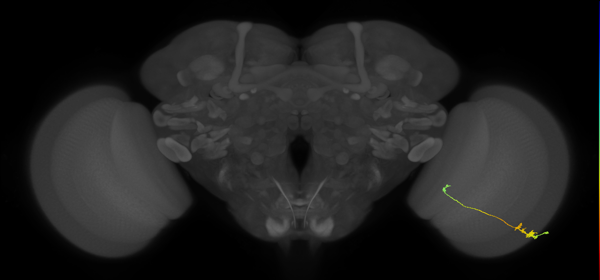 Tm20_R (MaleCNS:81057)