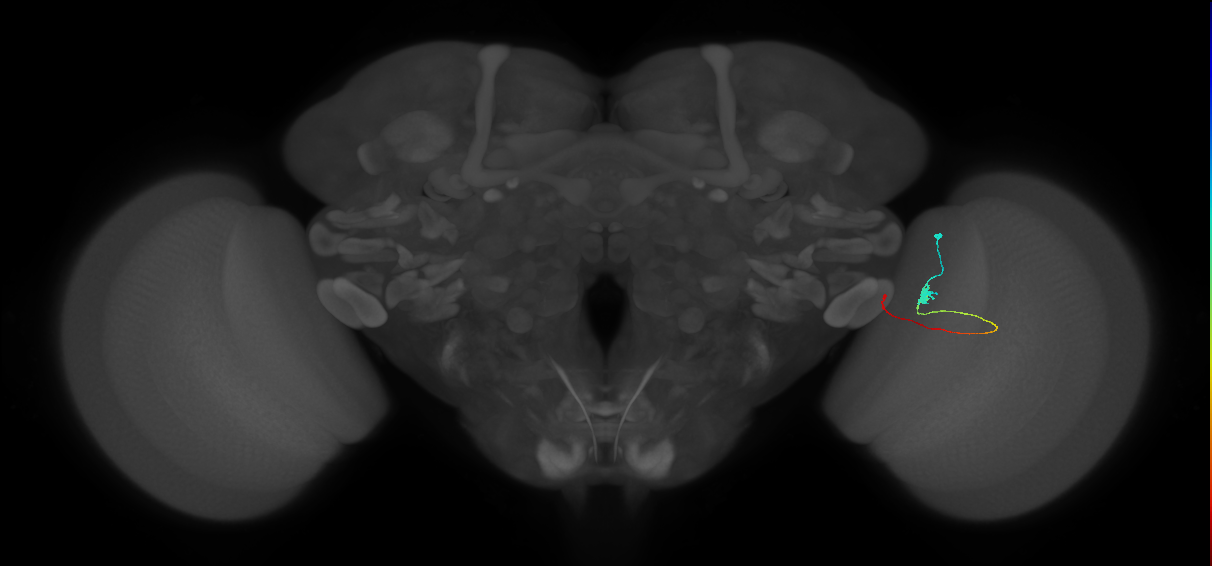 Tm20_R (MaleCNS:132508)