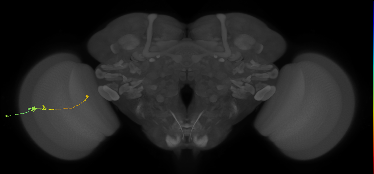 Tm20_L (MaleCNS:523760)