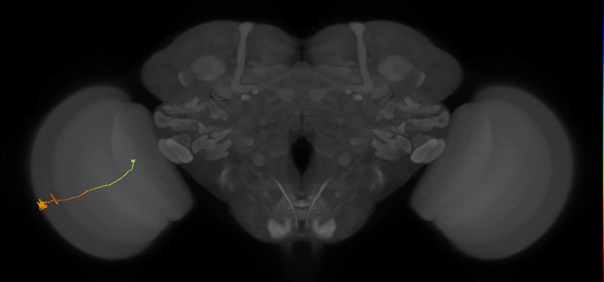 Tm20_L (MaleCNS:31160)